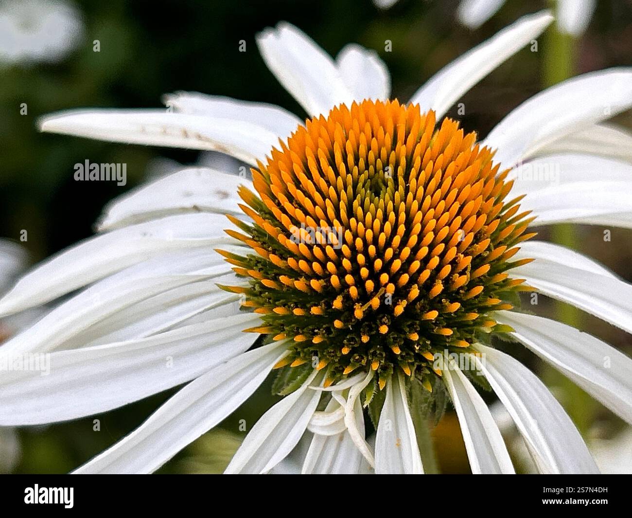 Weißer Coneflower - Smartphone-aufgenommenes Stockfoto