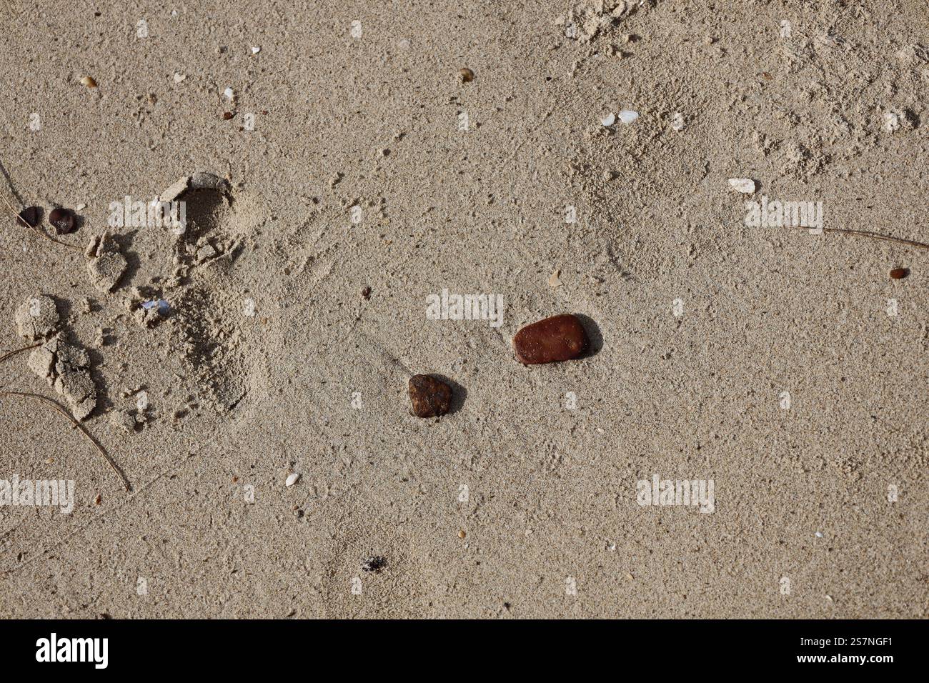 Kleine glatte, runde Steine liegen auf Strandsand Stockfoto