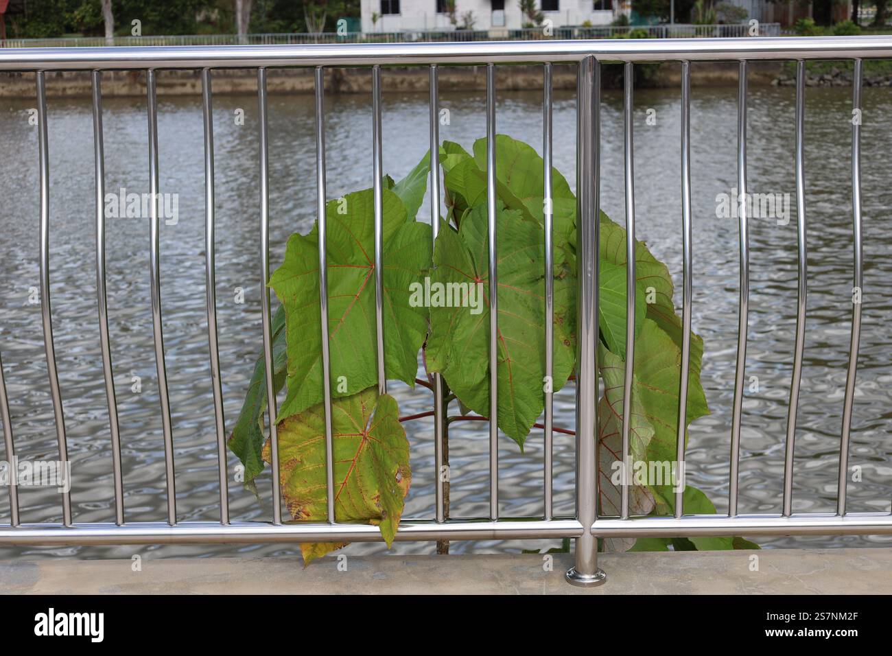 Eine robuste Pflanze mit großen grünen Blättern hält sich auf einem glänzenden Chromgeländer am Leben über dem Fluss Stockfoto