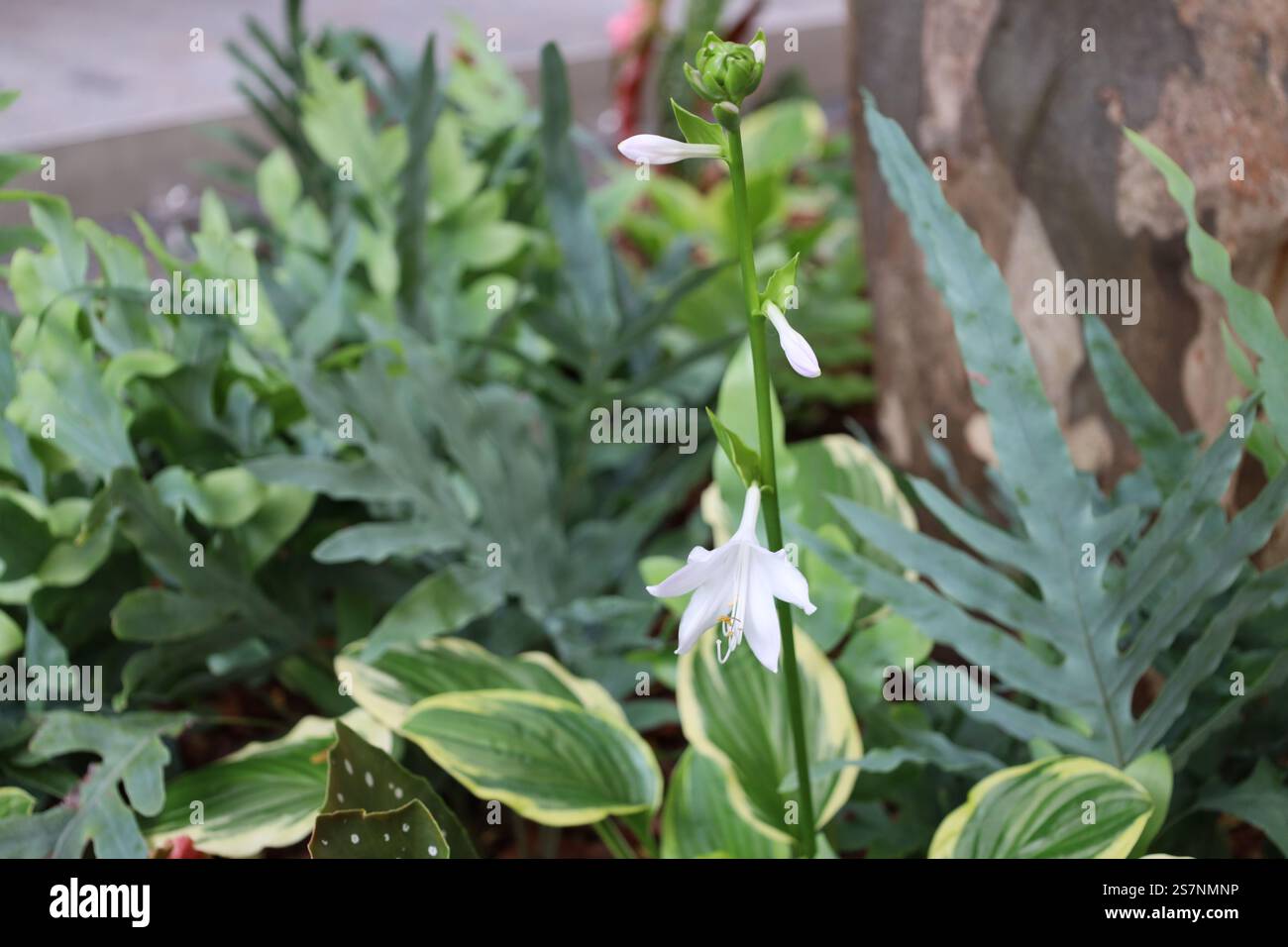 Makroweiße Blüte und Knospen auf einem hohen grünen Stiel vor dunkelgrünem Laub Stockfoto