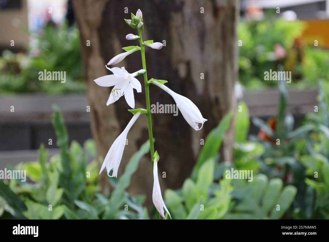 Weiße Blüten und Knospen entspringen einem hohen, schlanken, dunkelgrünen Stiel Stockfoto