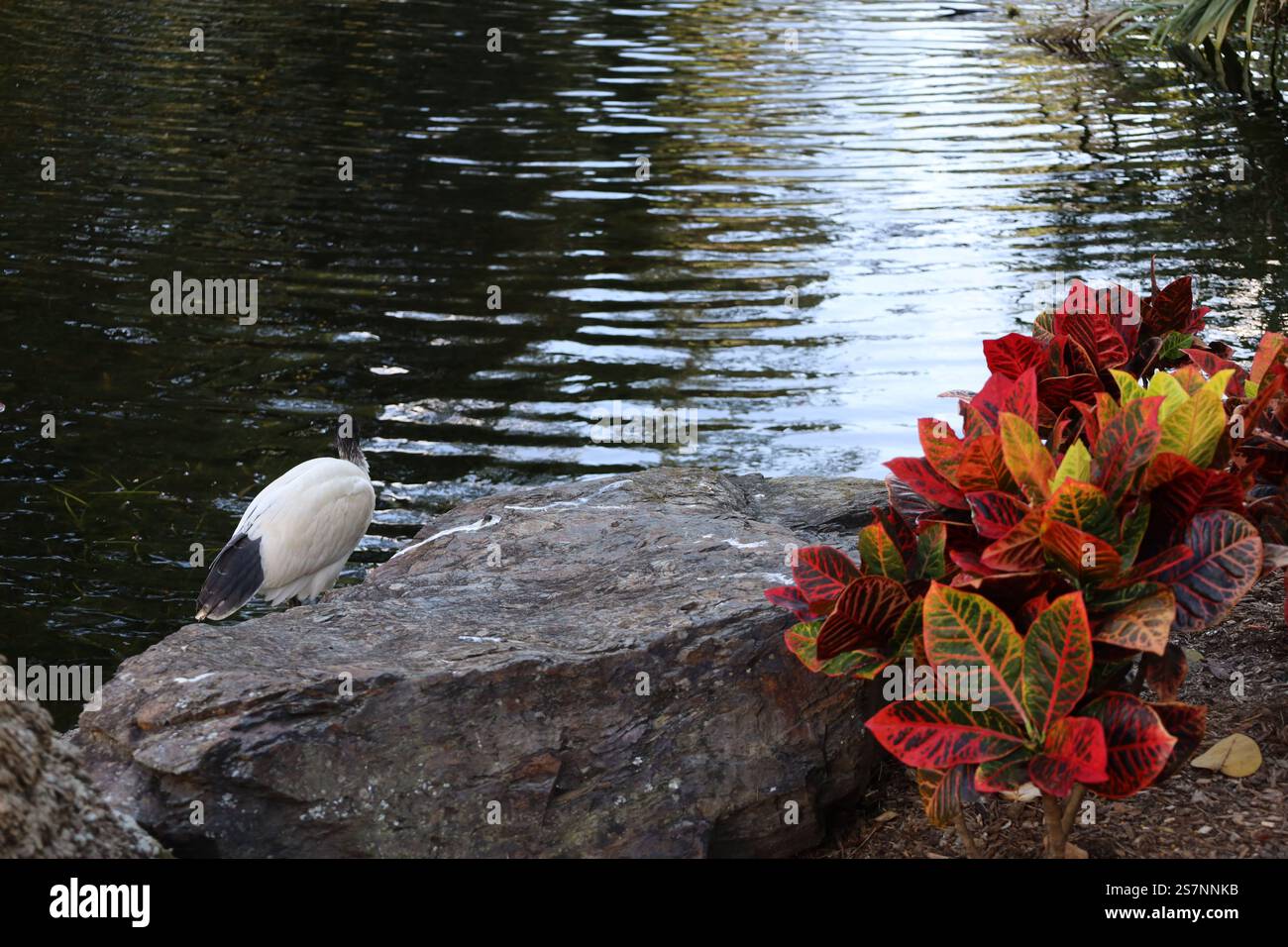 Großer weißer und schwarzer Vogel, der neben einem Teich mit einem Felsen und hellrotem, gelbgrünem Laub steht Stockfoto