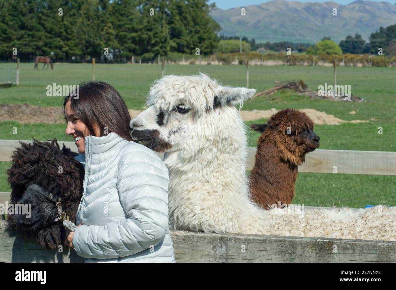 Frau, die mit freundlichen Alpakas in Neuseeland interagiert Stockfoto