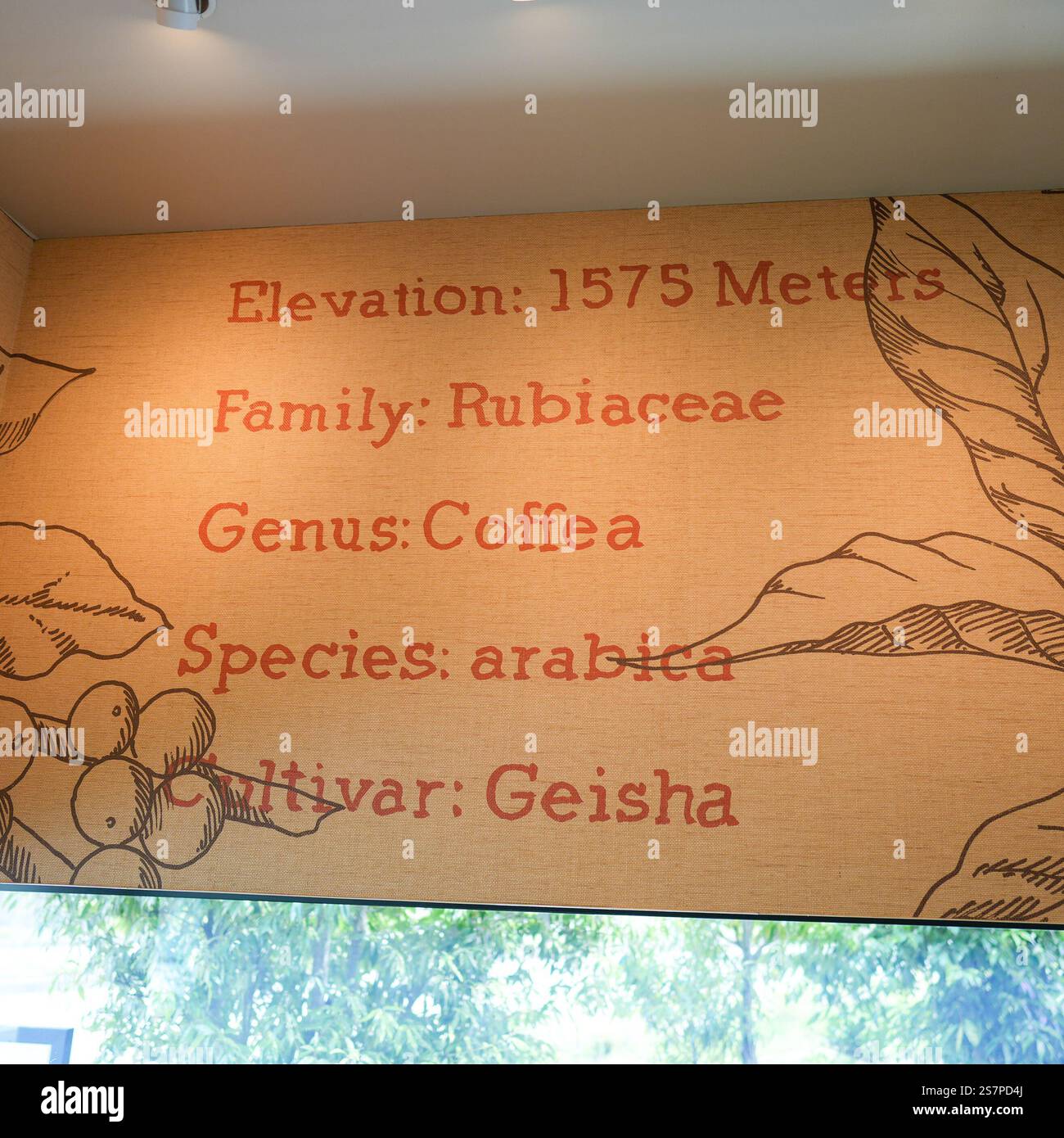 Mittagessen am 23. April 2023 im Starbucks Fujiyoshida Store in Fujiyoshida City, Präfektur Yamanashi. Stockfoto