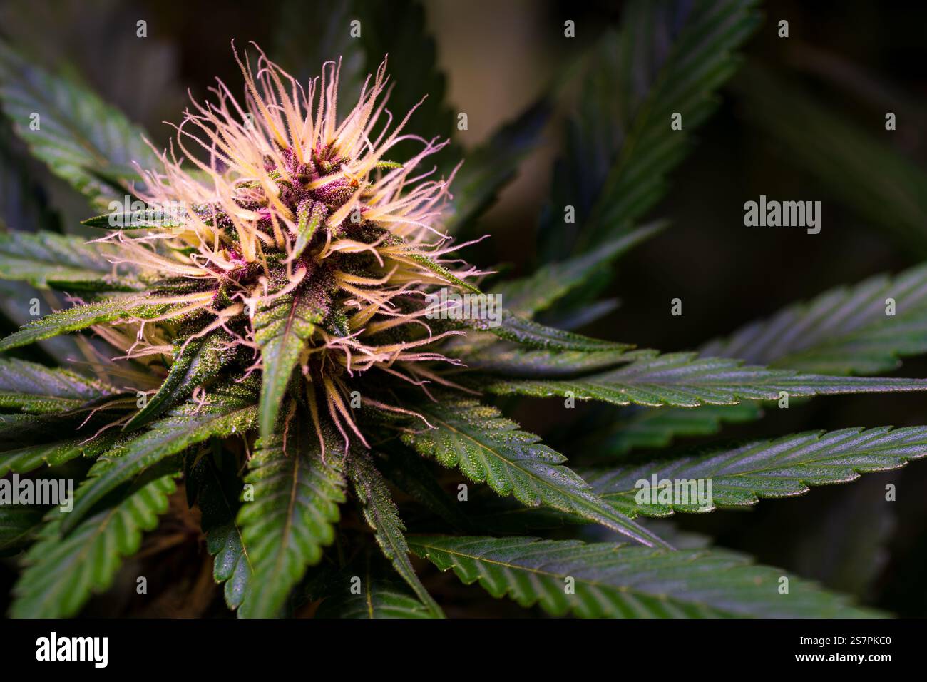 Makrofoto einer Cannabispflanze, die komplizierte Details ihrer violetten und grünen Knospen zeigt, umgeben von leuchtenden Blättern, die ihr natürliches B betonen Stockfoto