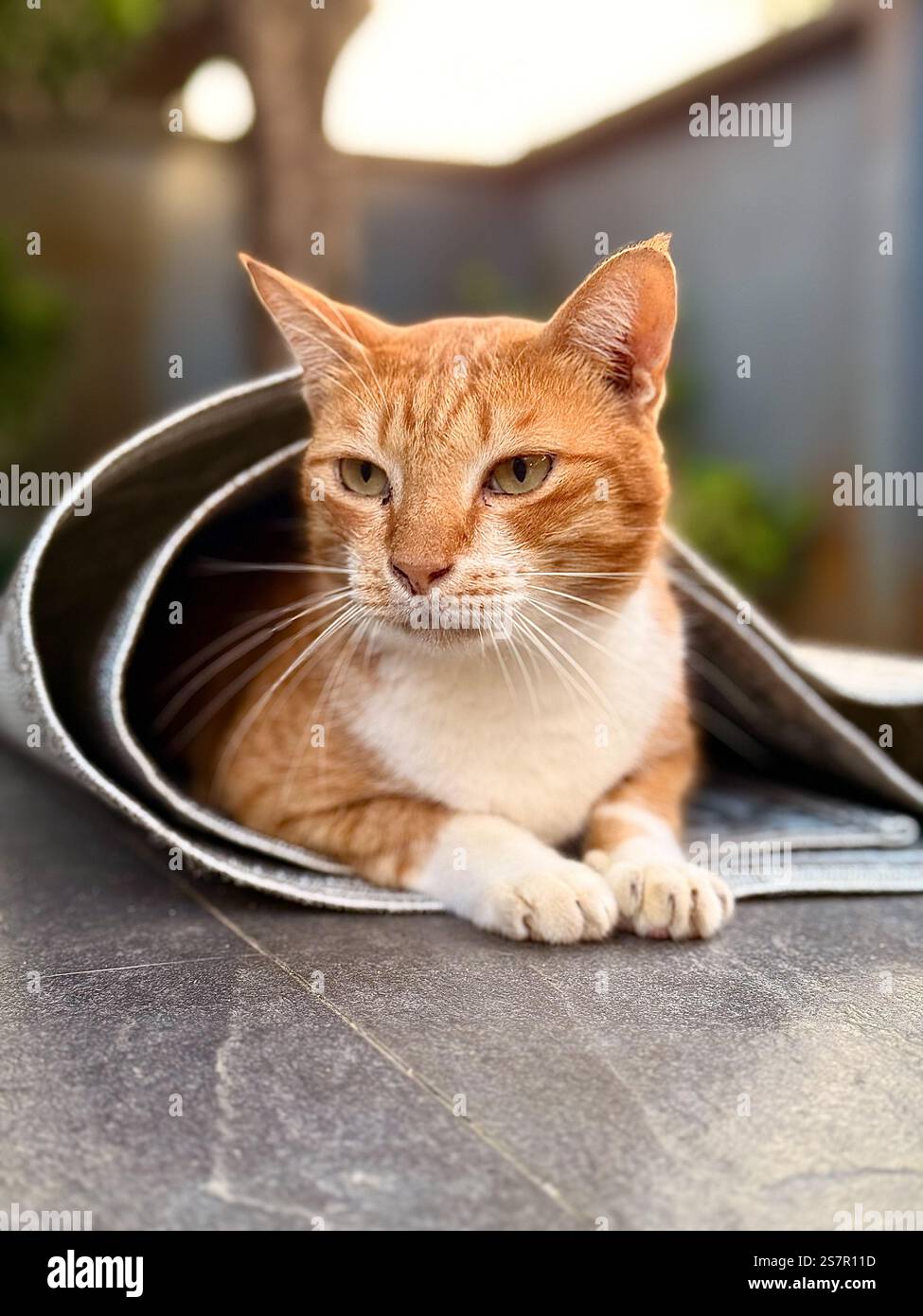 Eine Nahaufnahme einer Ingwerkatze, die sich bequem in einem gerollten Teppich entspannt. Der Hintergrund ist leicht verschwommen und unterstreicht den ruhigen Ausdruck der Katze - Smartphone-aufgenommenes Stockfoto