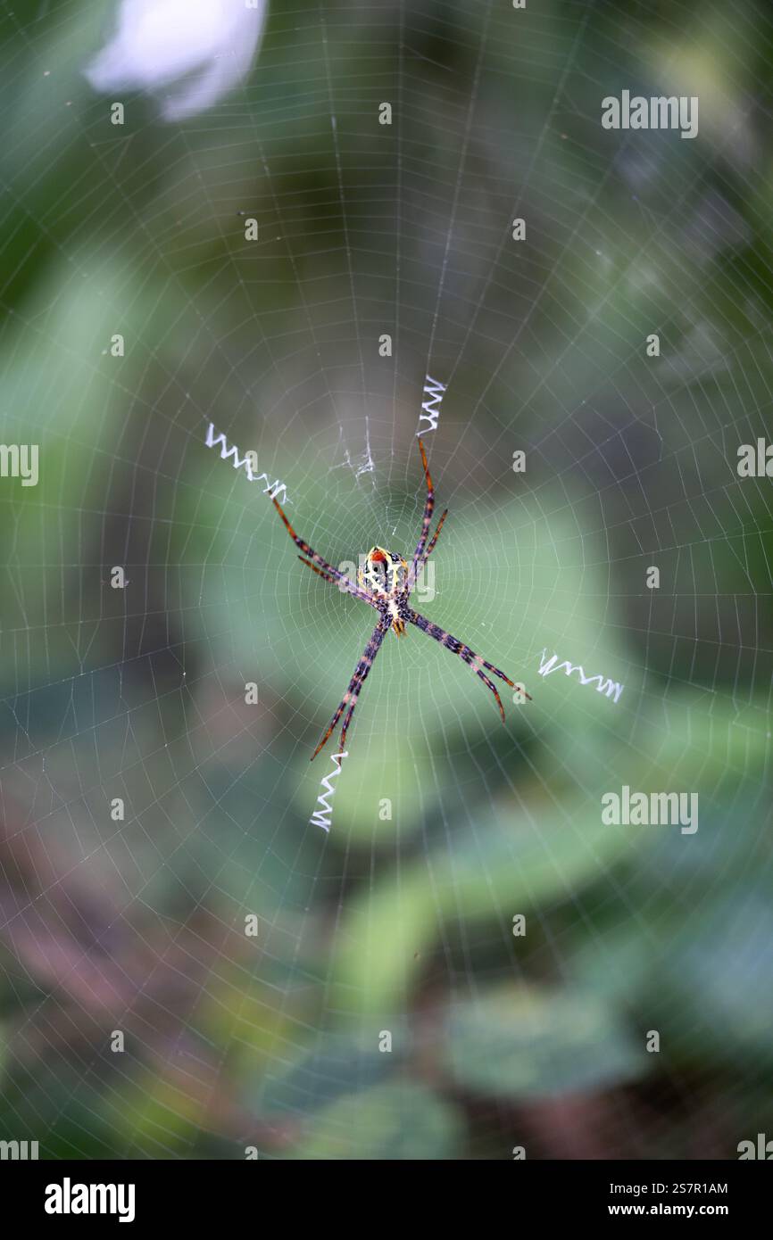 Makrofotografie auf der Insel. ich bin ein leidenschaftlicher Fotograf, der gerne die winzigen Dinge festnimmt Stockfoto
