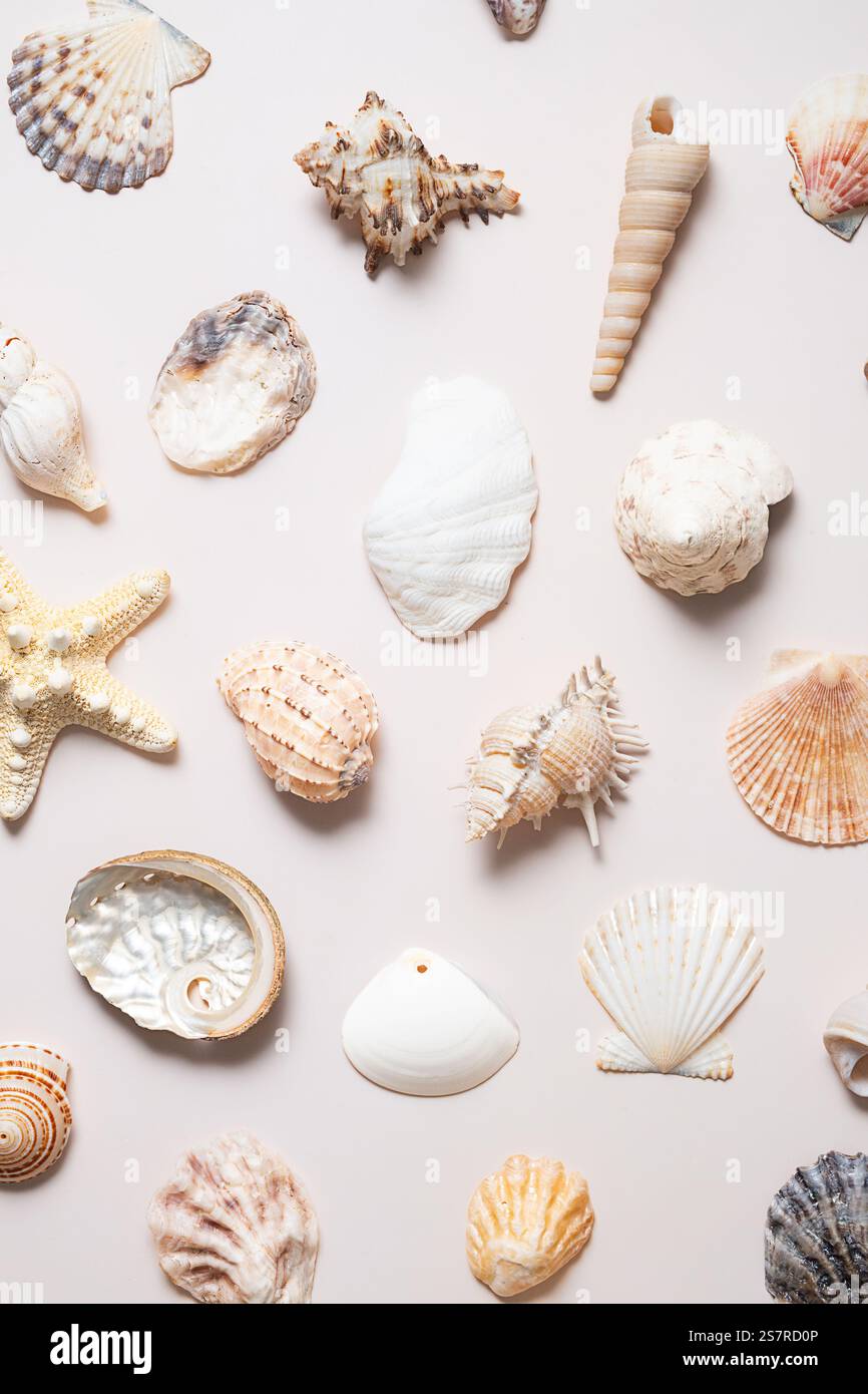 Sommerlicher Hintergrund mit Muschelsammlungen. Stockfoto