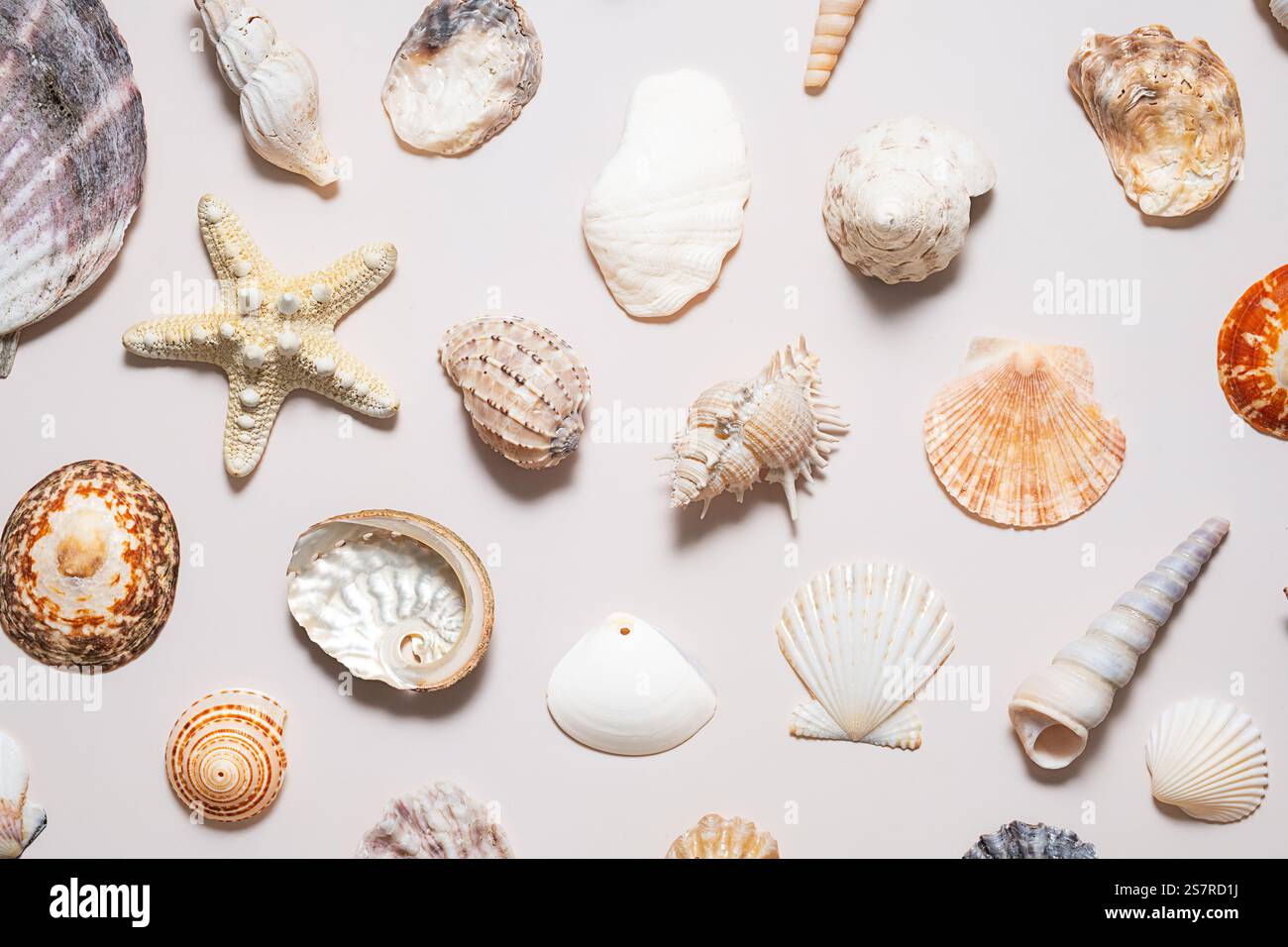 Sommerlicher Hintergrund mit Muschelsammlungen. Stockfoto