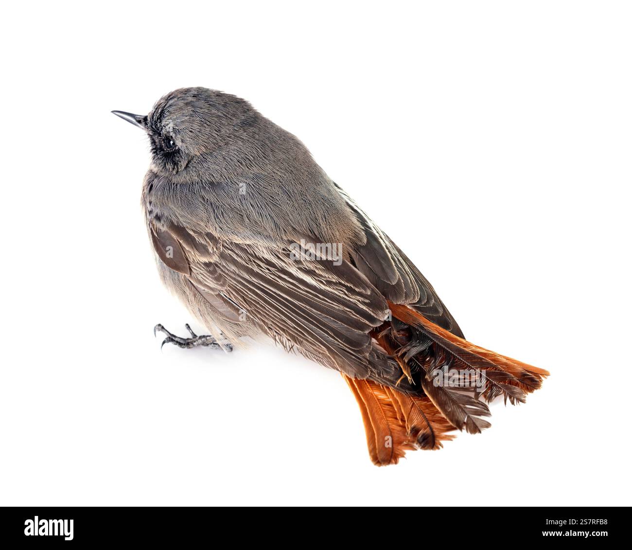 Schwarzer Redstart vor weißem Hintergrund Stockfoto