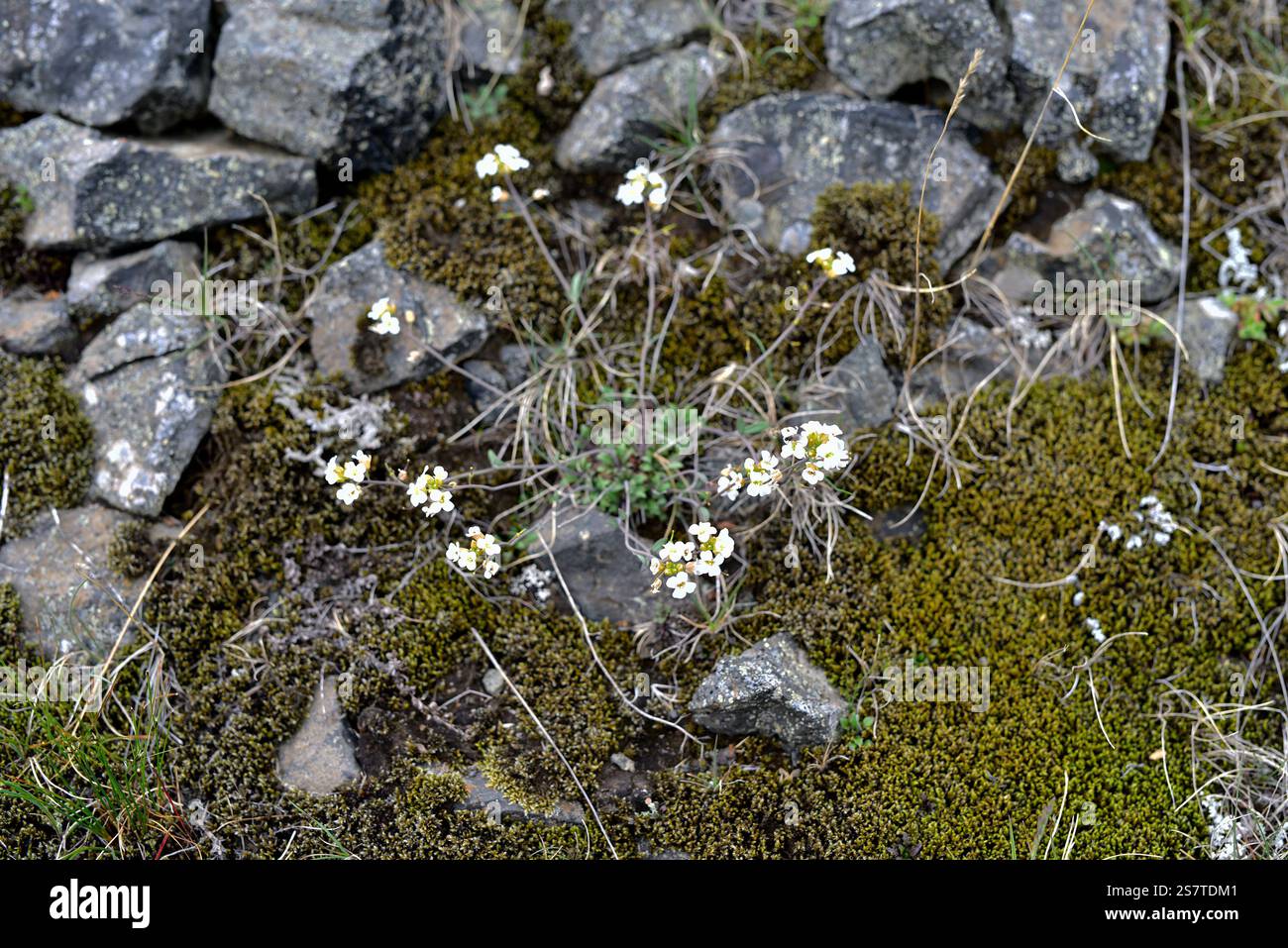 Arabidopsis petraea (auch Arabis petraea genannt) ist ein mehrjähriges Kraut, das im subarktischen Biom der nördlichen Hemisphäre beheimatet ist. Dieses Foto wurde aufgenommen Stockfoto