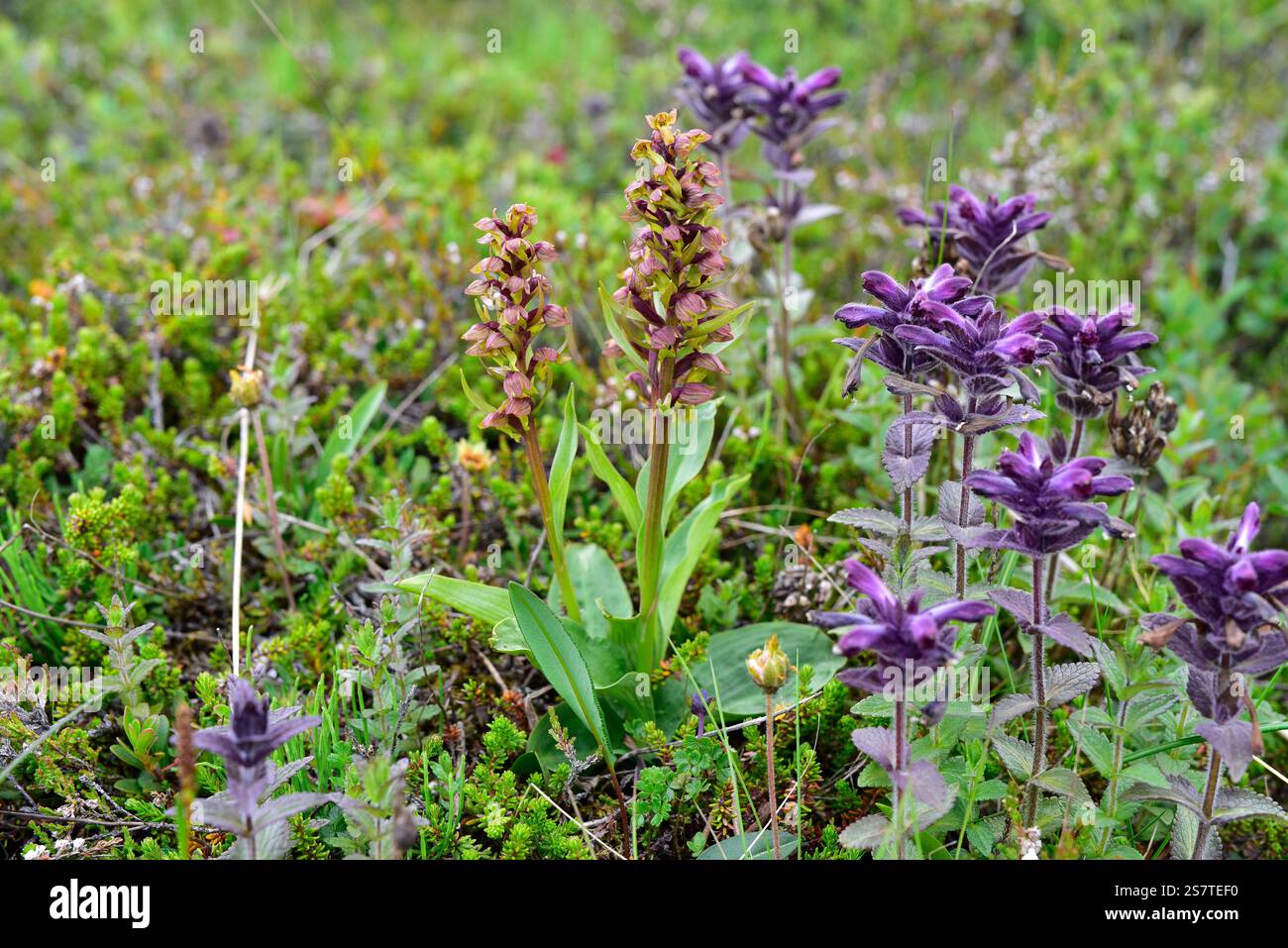Froschorchidee (Dactylorhiza viridis) ist ein mehrjähriges Kraut, das in subarktischen Gebieten der nördlichen Hemisphäre beheimatet ist. Rechts Bartsia alpina. Dieses Foto wurde aufgenommen Stockfoto