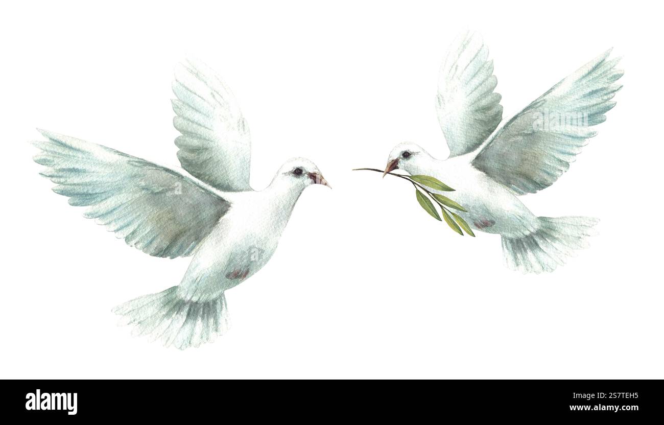 Zwei Tauben. Fliegende Taube mit olivgrünem Zweig Weiße Vögel, Symbol des Friedens, religiöses Zeichen. Aquarell handgezeichnete Illustration für die Taufe Stockfoto