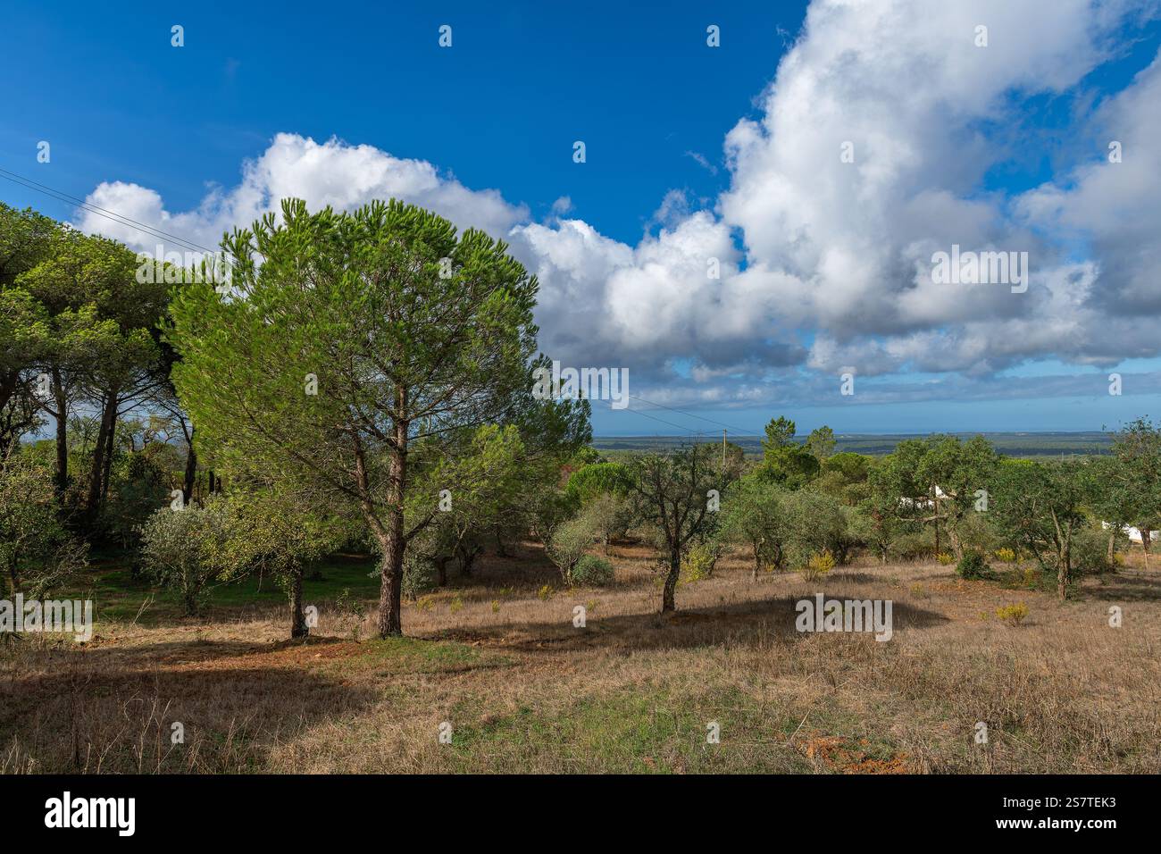 Wunderschöne hügelige Landschaft in Alentejo, Portugal Stockfoto