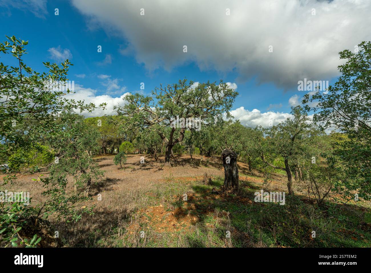 Wunderschöne hügelige Landschaft in Alentejo, Portugal Stockfoto