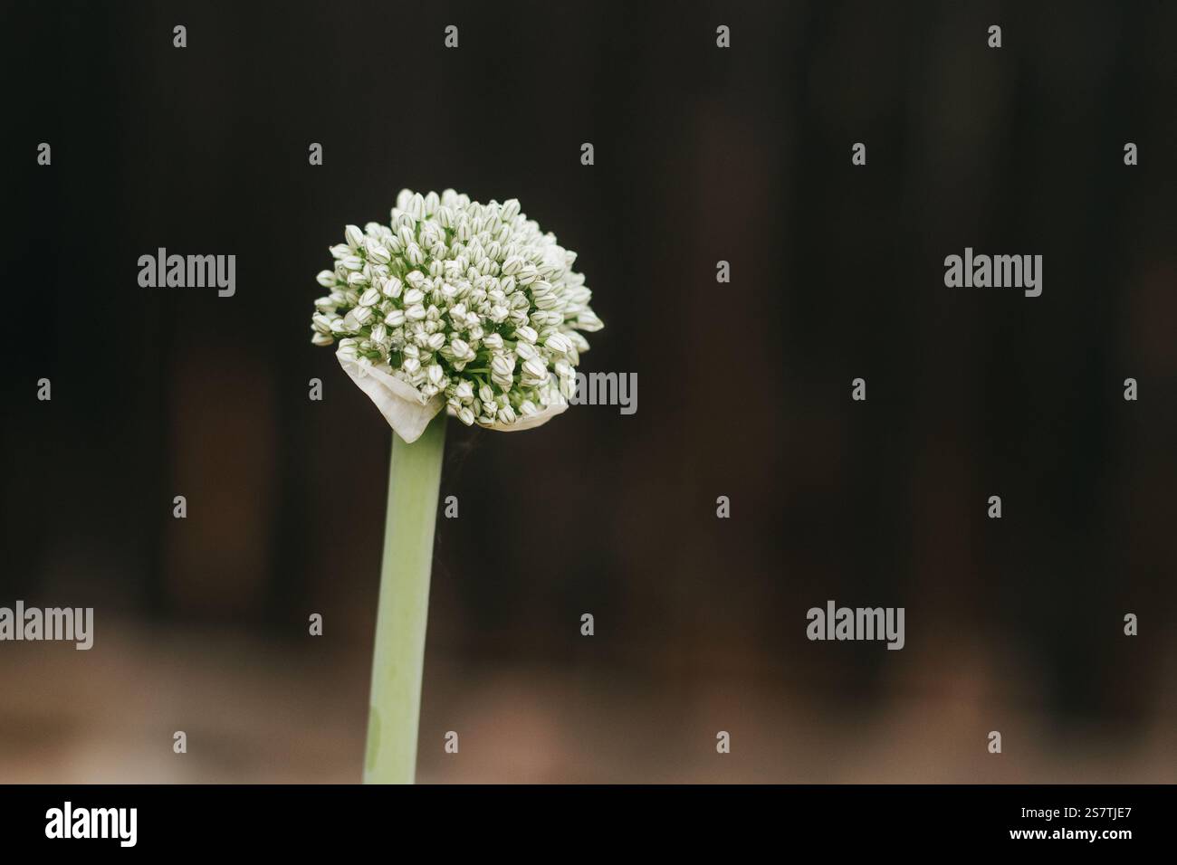 Nahaufnahme der Zwiebelpflanze, die im Garten blüht Stockfoto