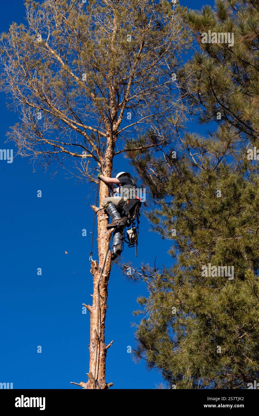 Ein Baumchirurg klettert auf einen Baum, um die Äste abzuschneiden, bevor er ihn abschneidet. Stockfoto