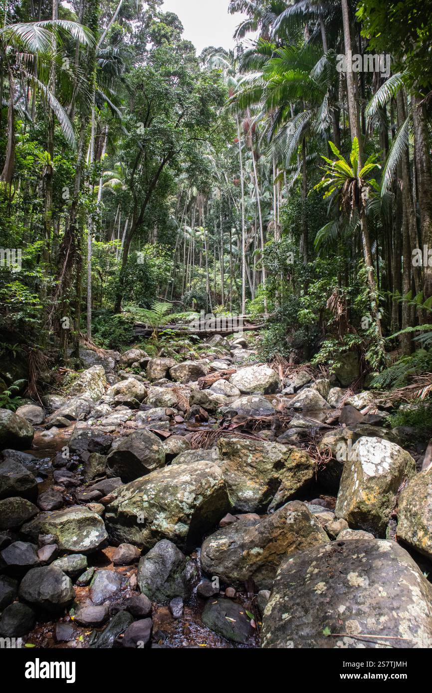 Australischer Bush Regenwald mit felsigem, trockenem Bach Stockfoto