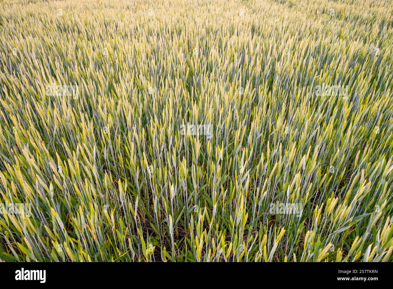 Nahaufnahme Kornfeld. Nahaufnahme von grünen Ähren auf dem Feld. Stockfoto