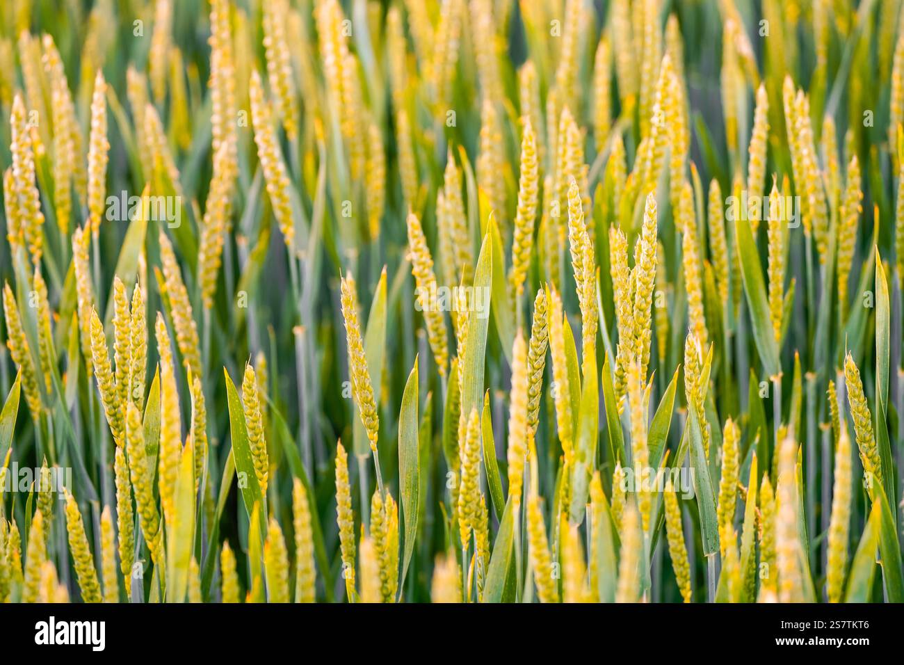 Nahaufnahme Kornfeld. Nahaufnahme von grünen Ähren auf dem Feld. Stockfoto