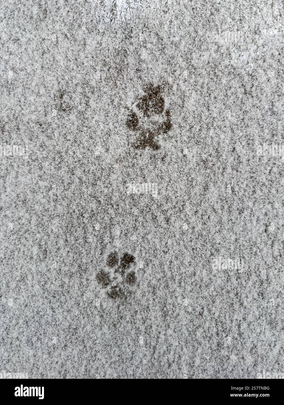 Hundeschlittenabdrücke in frischem Schnee Stockfoto