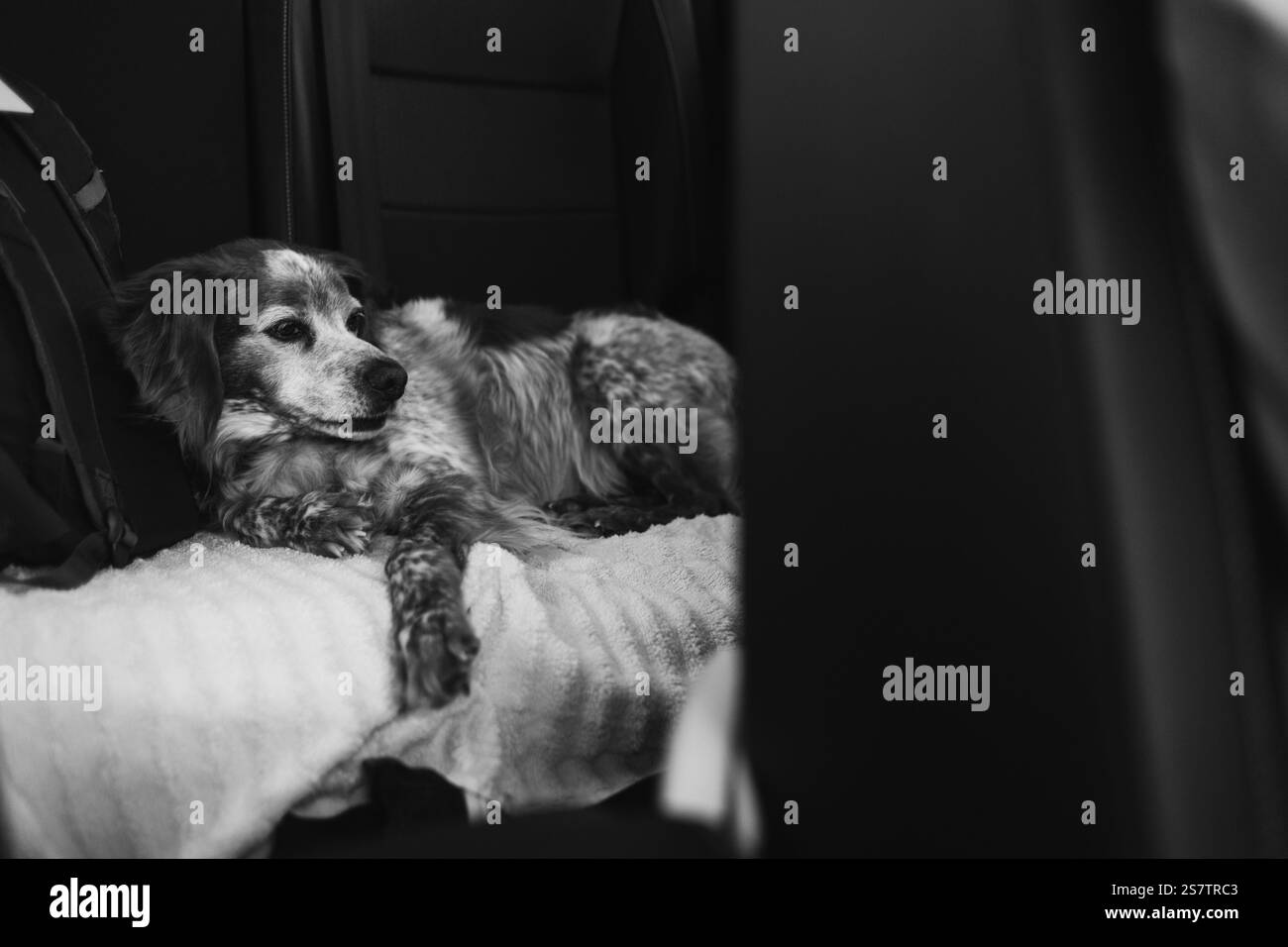 Die französische Bretagne liegt auf einem Autositz Stockfoto