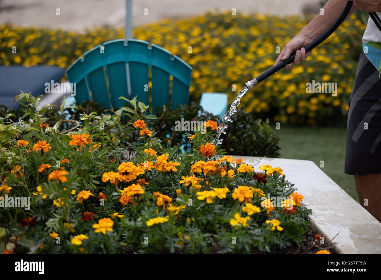 Mann, der seinen Garten mit orangefarbenen und gelben Blumen tränkt. Stockfoto