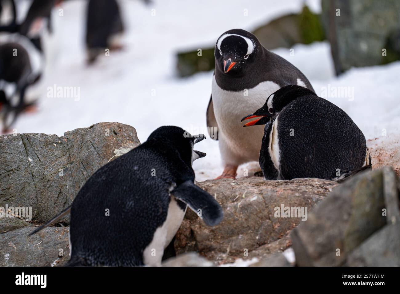 Der Kinnpinguin stiehlt Steine aus dem Nest des Gentoo. Chi Stockfoto