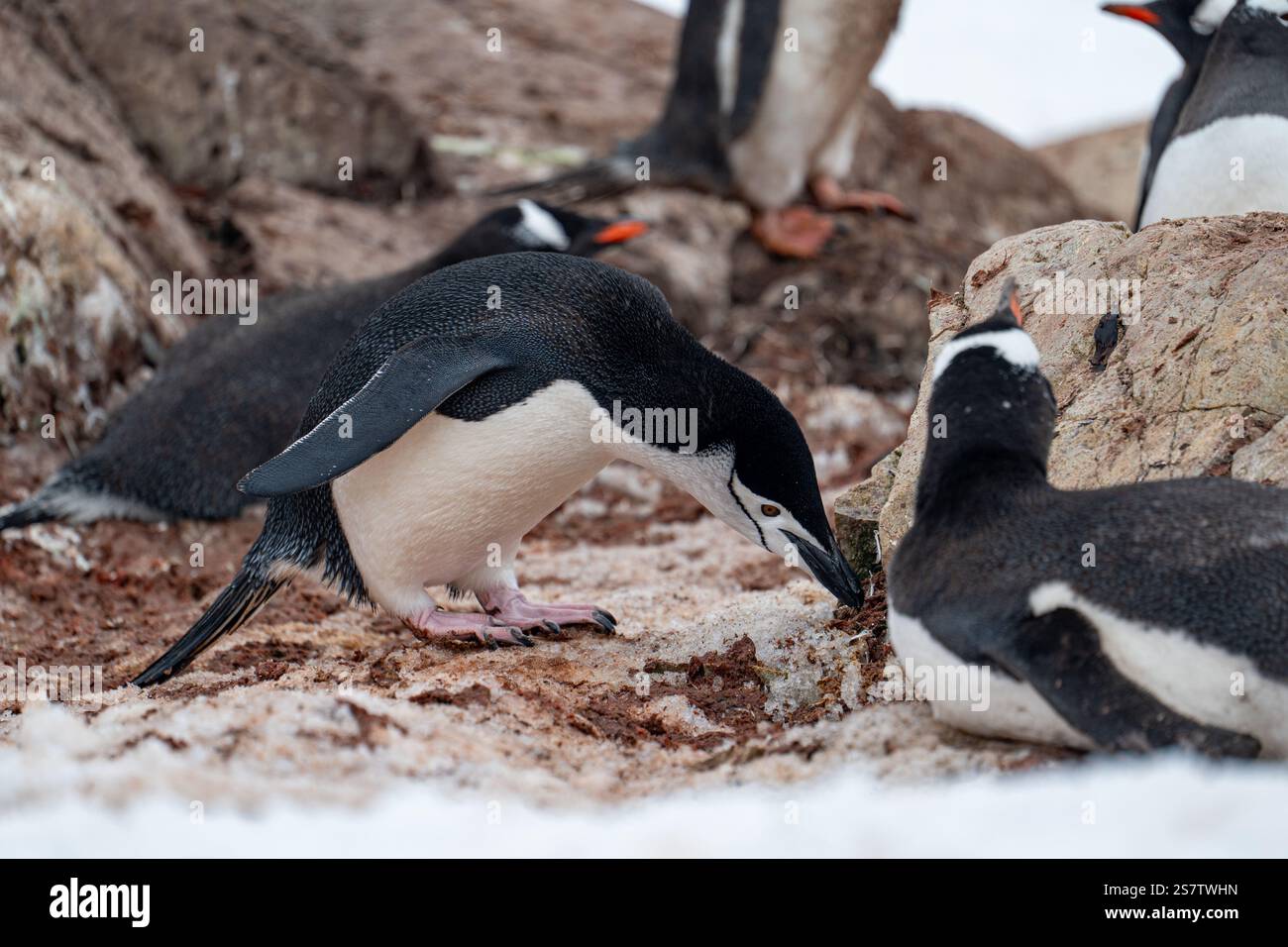 Der Kinnpinguin stiehlt Steine aus dem Nest des Gentoo. Chi Stockfoto