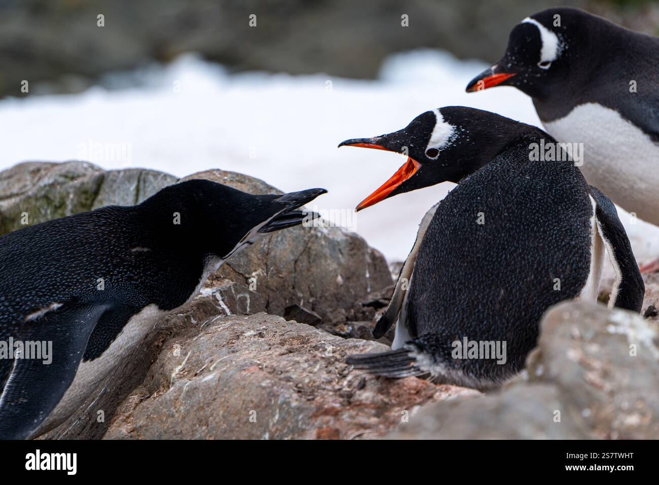 Der Kinnpinguin stiehlt Steine aus dem Nest des Gentoo. Chi Stockfoto