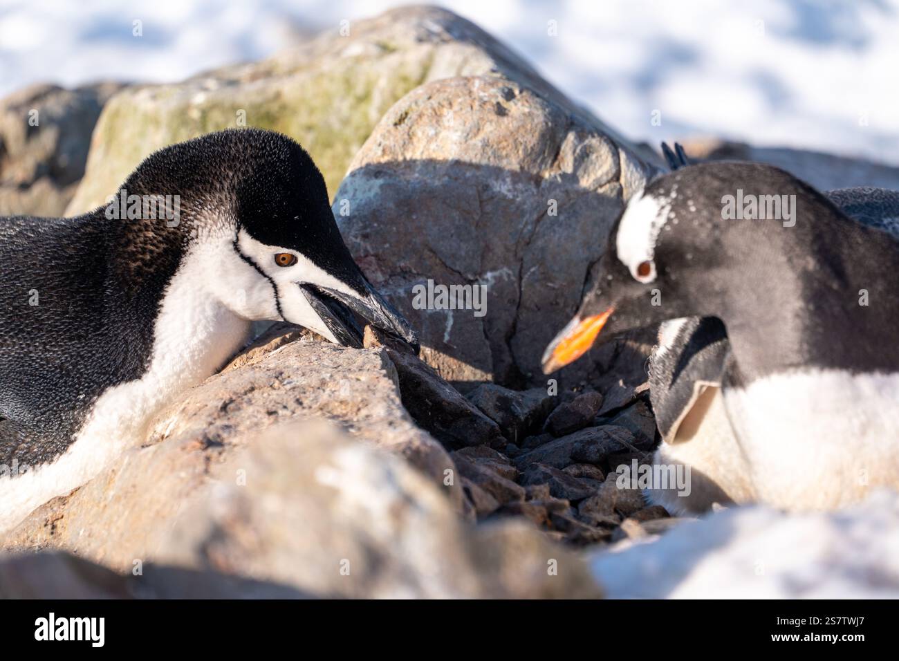 Der Kinnpinguin stiehlt Steine aus dem Nest des Gentoo. Chi Stockfoto