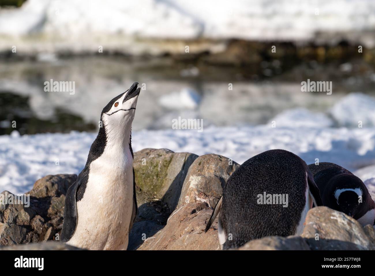 Der Kinnpinguin stiehlt Steine aus dem Nest des Gentoo. Chi Stockfoto