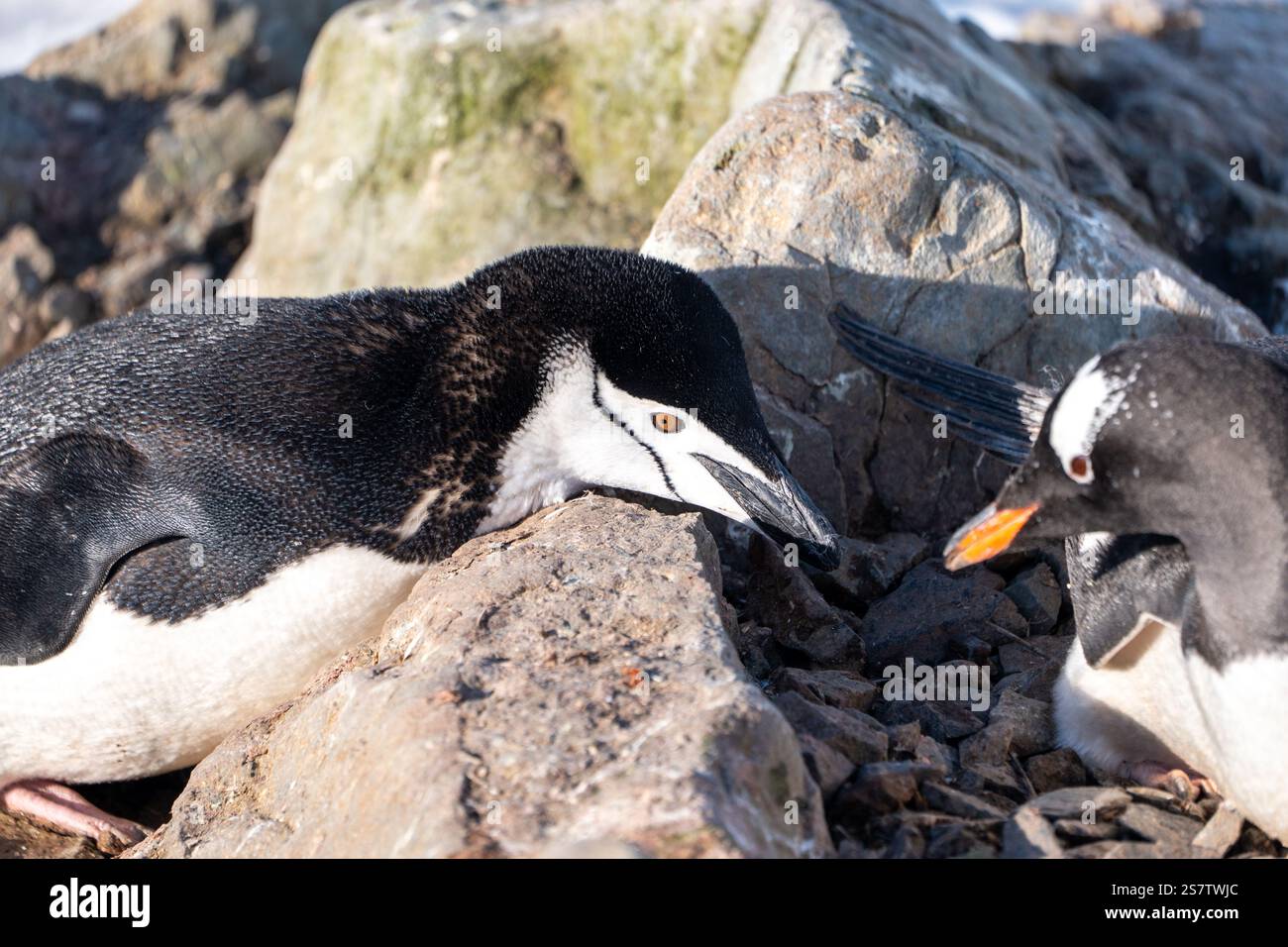 Der Kinnpinguin stiehlt Steine aus dem Nest des Gentoo. Chi Stockfoto