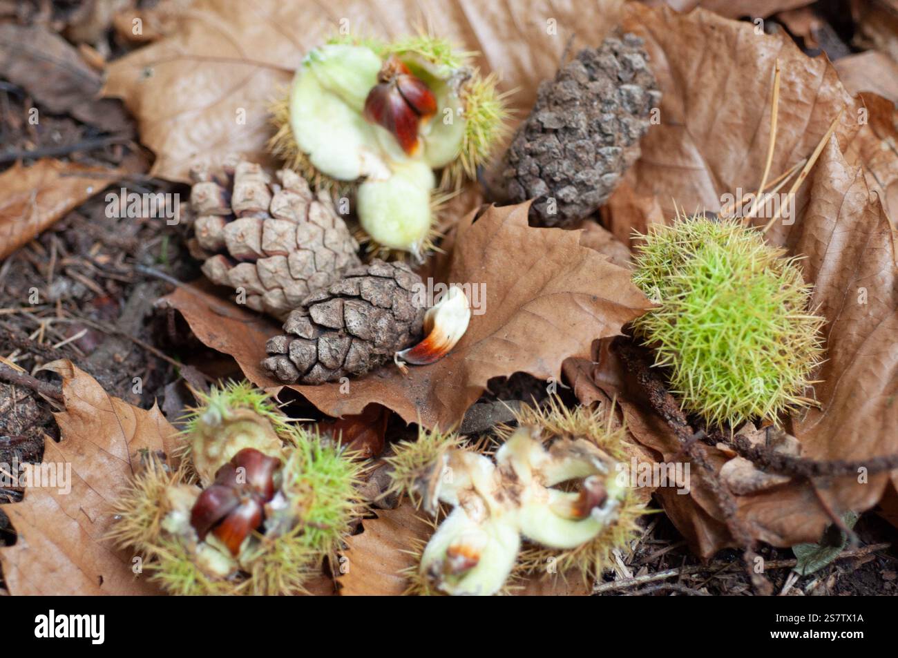 Umgefallene Nadelzapfen und Rosskastanien verstreuen den Waldboden. Die Kastanien, einige noch intakt, andere geöffnet, sind von braunen Blättern und umgeben Stockfoto