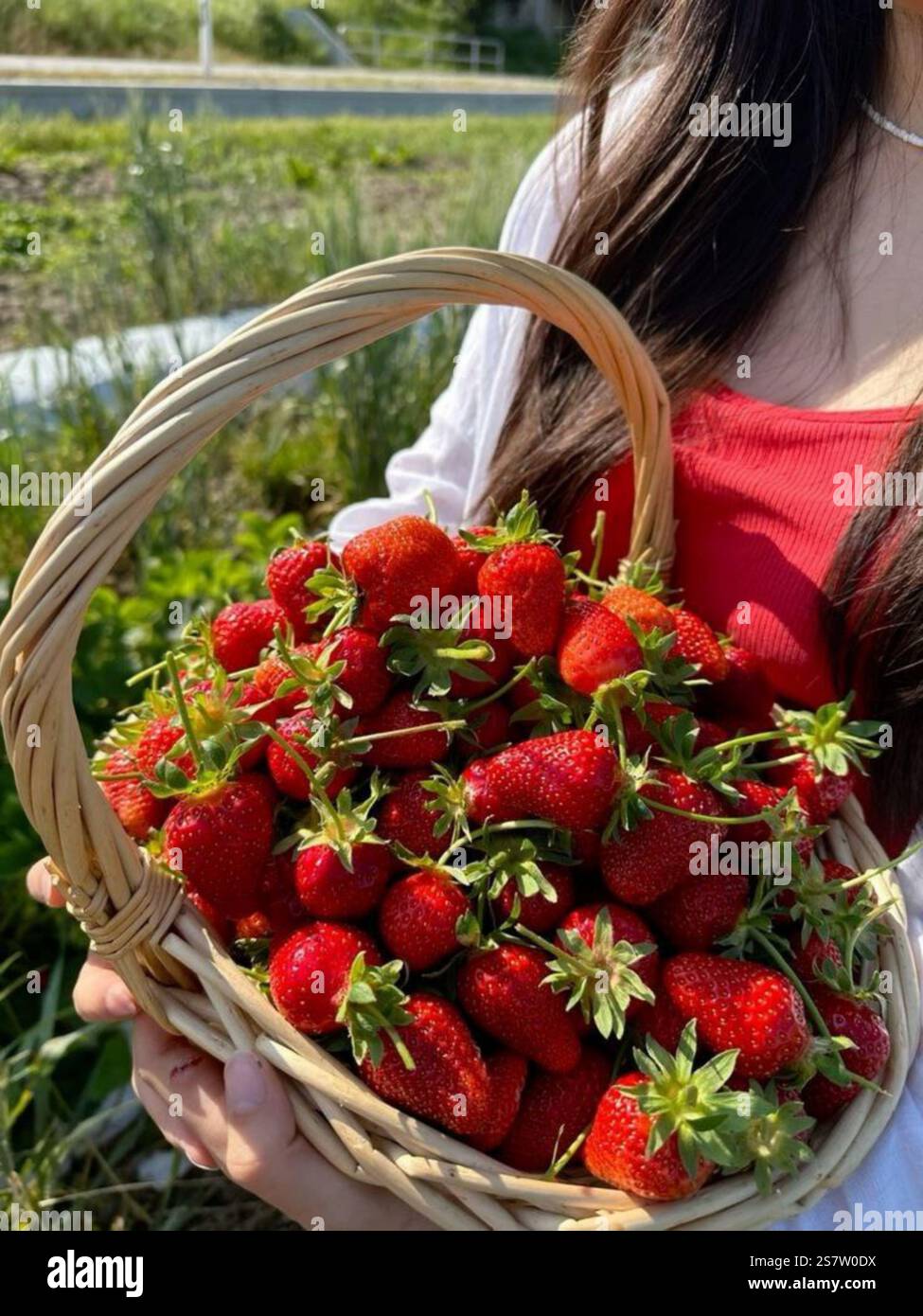Schlürfen Sie an einem nahrhaften tropischen Smoothie-Bogen Stockfoto