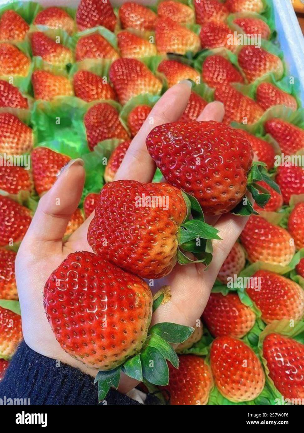 Schlürfen Sie an einem nahrhaften tropischen Smoothie-Bogen Stockfoto