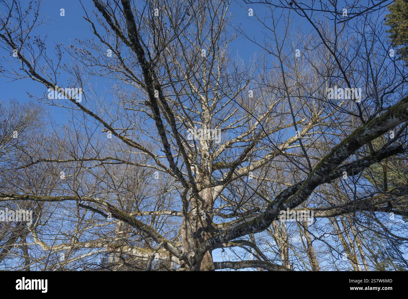 Hundertjährige, sterbende Kupferbuche (Fagus sylvatica), Bayern, Deutschland, Europa Stockfoto Hundertjährige, sterbende Kupferbuche (Fagus sylvatica), Bayern, Deutschland, Europa Stockfoto