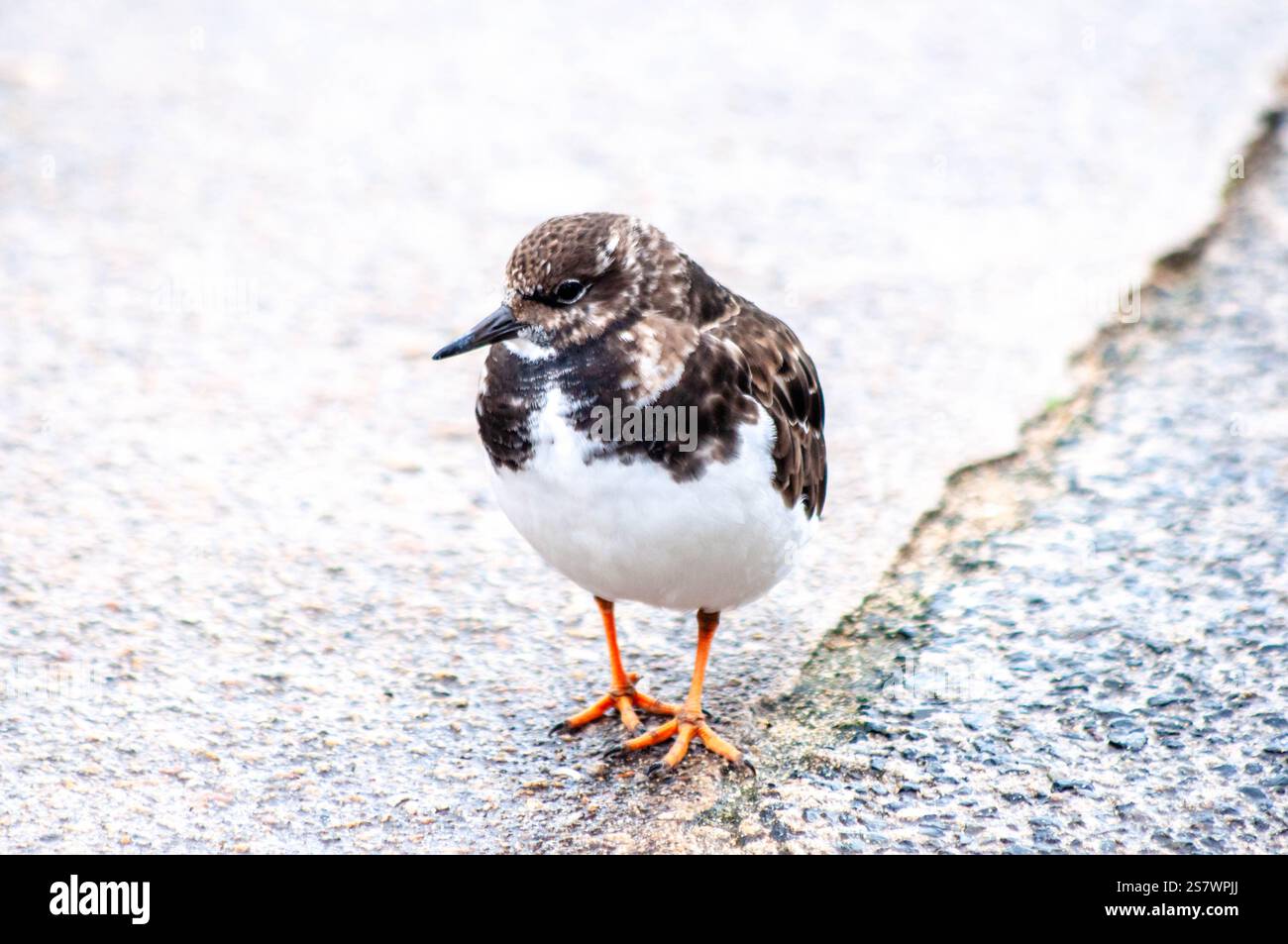 Ein Sandpiper steht auf einem nassen, gepflasterten Untergrund. Der Vogel ist wachsam und scheint auf Nahrungssuche zu sein. Stockfoto