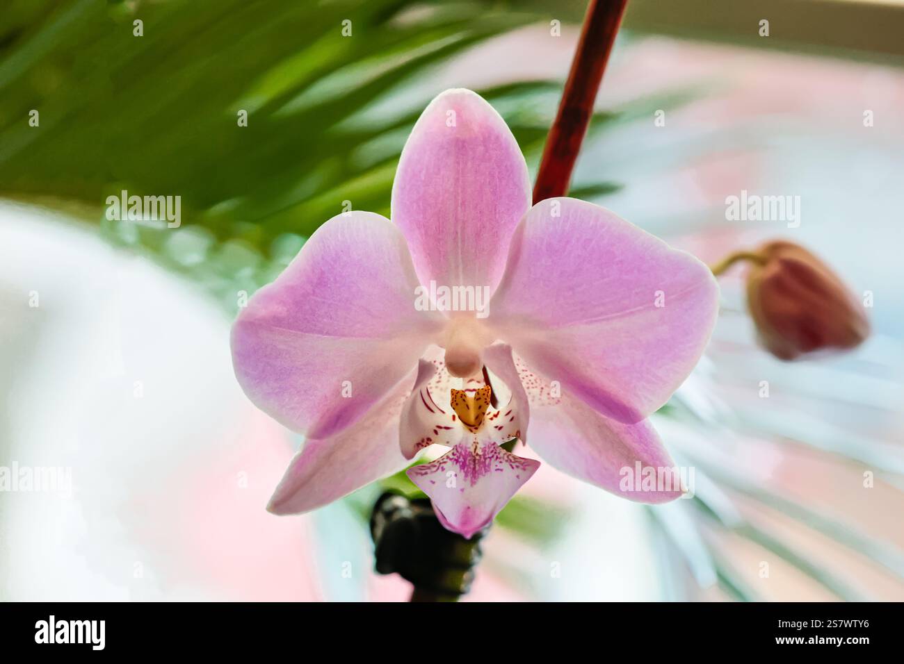 Blühende wunderschöne Orchidee in der morgendlichen Wintersonne im Gewächshaus Stockfoto