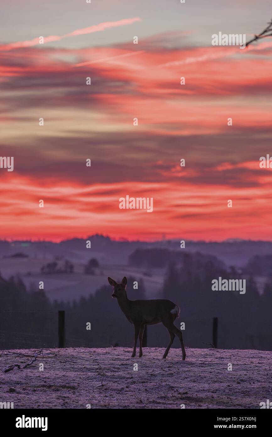Ein weibliches Reh (Capreolus capreolus) steht nach einer sehr kalten Nacht auf einer Wiese und wartet auf den Sonnenaufgang Stockfoto