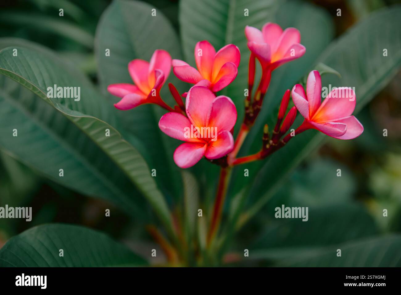 Plumeria oder Frangipani rosa Blüten mit Blättern. Aromablüten auf tropischem Baum Stockfoto