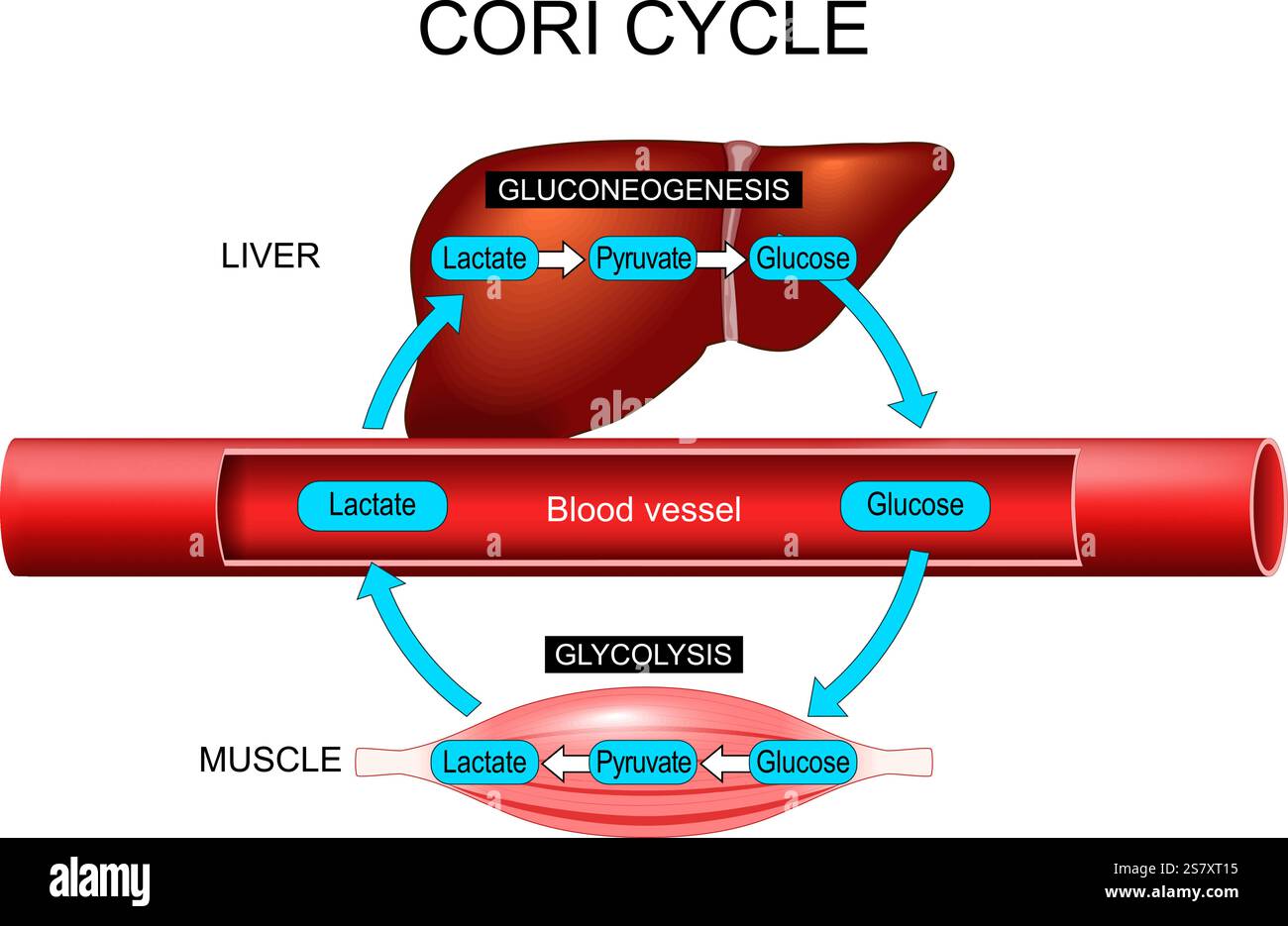 Cori-Zyklus. Unterschiede zwischen Glykolyse und Glukoneogenese. Energiehomöostase. Der anaerobe Stoffwechsel. Glucose-Laktat-Recycling. Leber-Glucose-syn Stock Vektor
