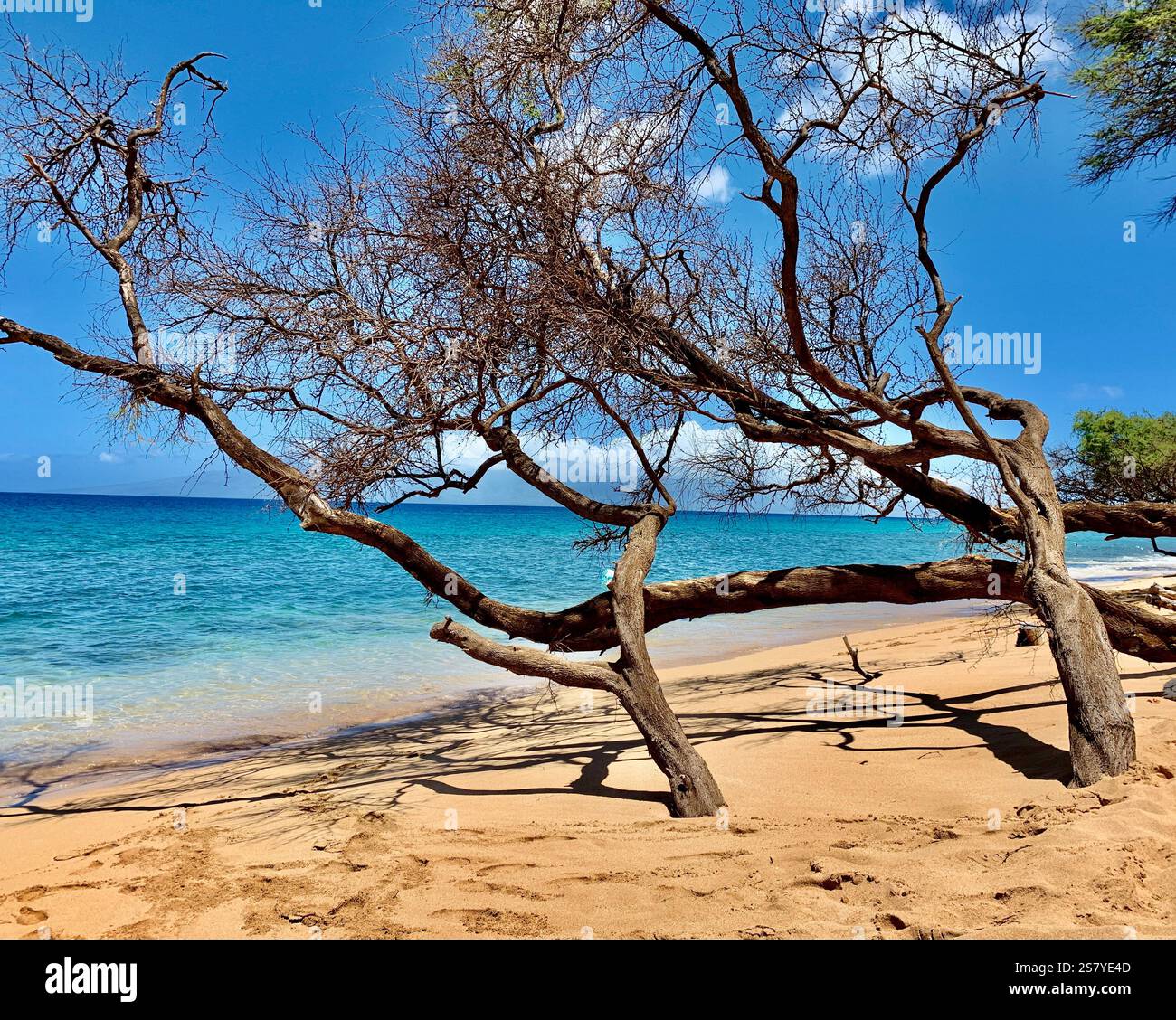 Atemberaubender Blick auf den hawaiianischen Strand von Maui mit goldenem Sand, türkisfarbenem Wasser und üppigem Grün. Urlaub, tropischer Hintergrund, Reiseangebot - Smartphone-aufgenommenes Stockfoto