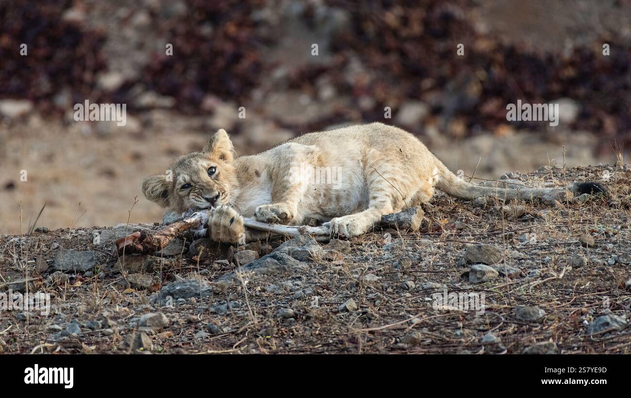 Ein süßes Löwenjunge, das mit einem Knochen spielt. GIR-Löwen, die im indischen GIR-Wald gefunden werden, sind gefährdet. Sie sind einzigartig für ihre dunkle Mähne und ihre große Größe Stockfoto