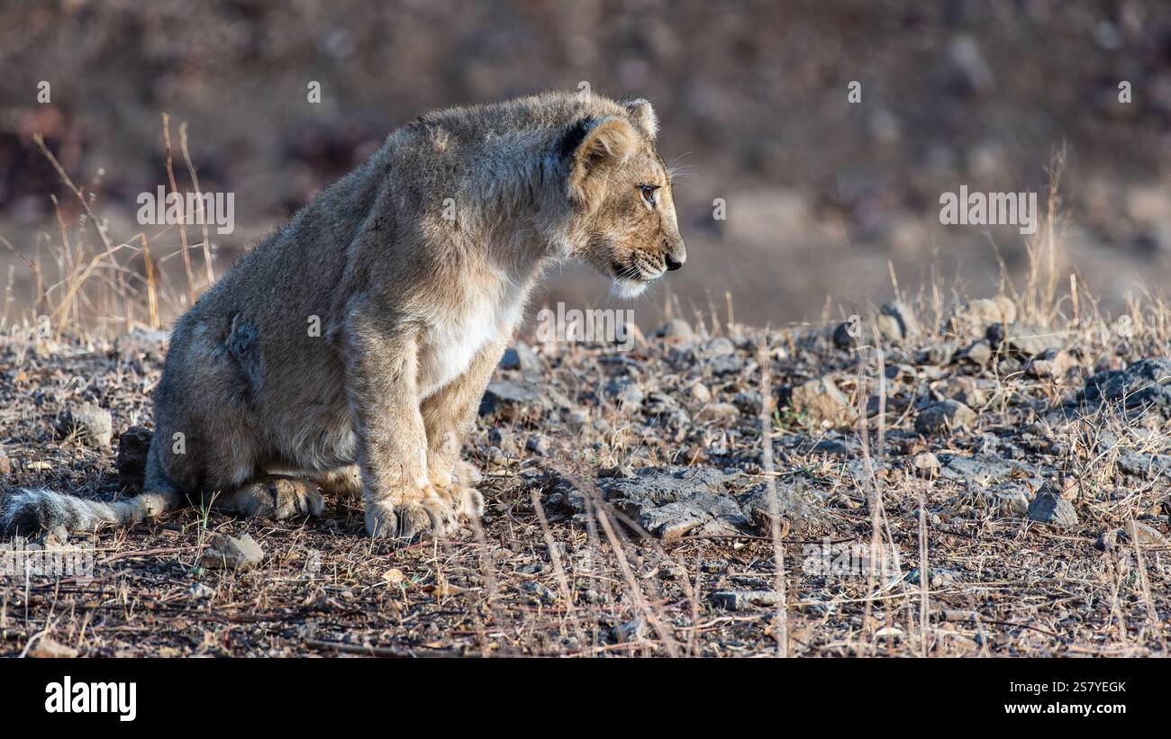 Süßes und hübsches asiatisches Löwenjunges. Der asiatische Löwe ist eine Unterart des Löwen, der im indischen GIR Forest National Park vorkommt. Er ist kleiner als afrikanische Löwen. Stockfoto