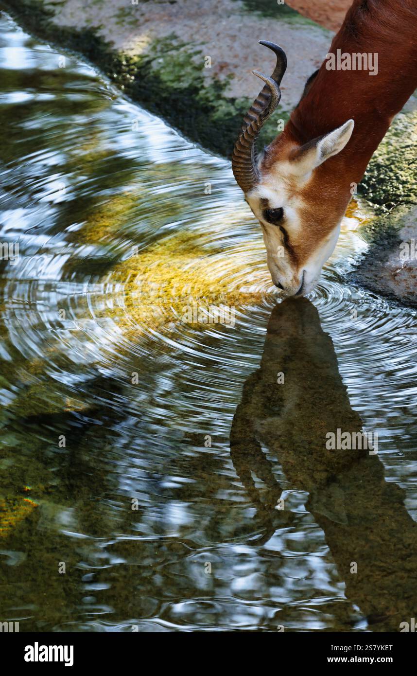 Eine Dama-Gazelle und ihre Reflexion schaffen perfekte Ringe beim Trinken im Bioparc Valencia, Spanien. Stockfoto