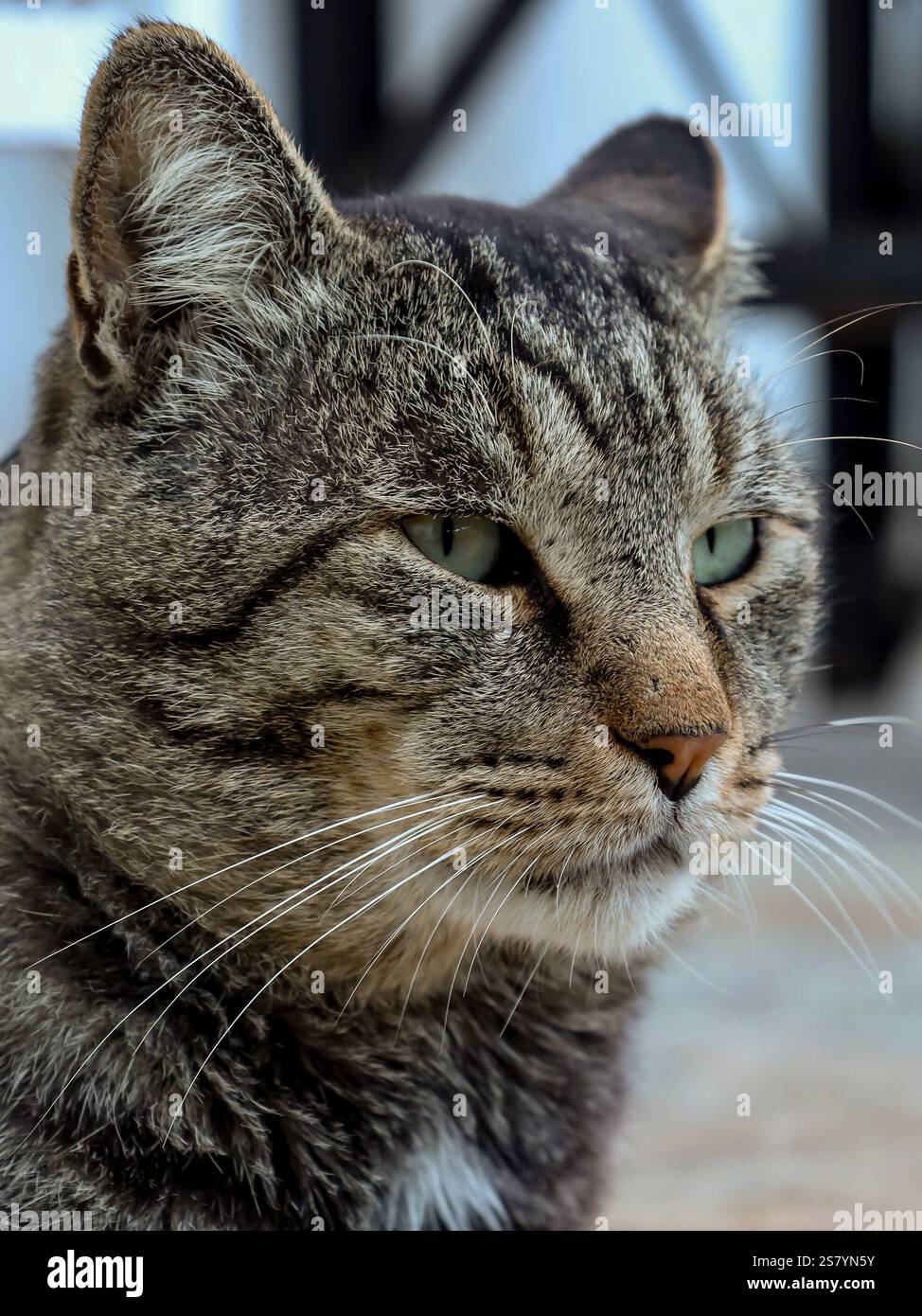 Ein extremes Nahaufnahme-Porträt einer grauen Tabby-Katze mit leuchtend grünen Augen, die ihre komplizierten Schnurrhaare und ihr strukturiertes Fell zeigt. Stockfoto