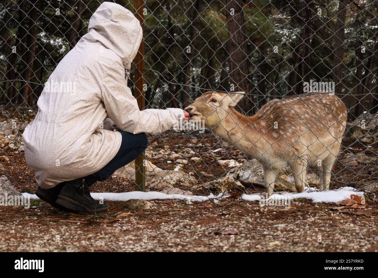 Eine junge Frau hockt sich, um ein Reh durch einen Drahtzaun in einem verschneiten Wald in der Nähe von Kastoria, Griechenland, zu füttern - 15. Januar 2025. Stockfoto