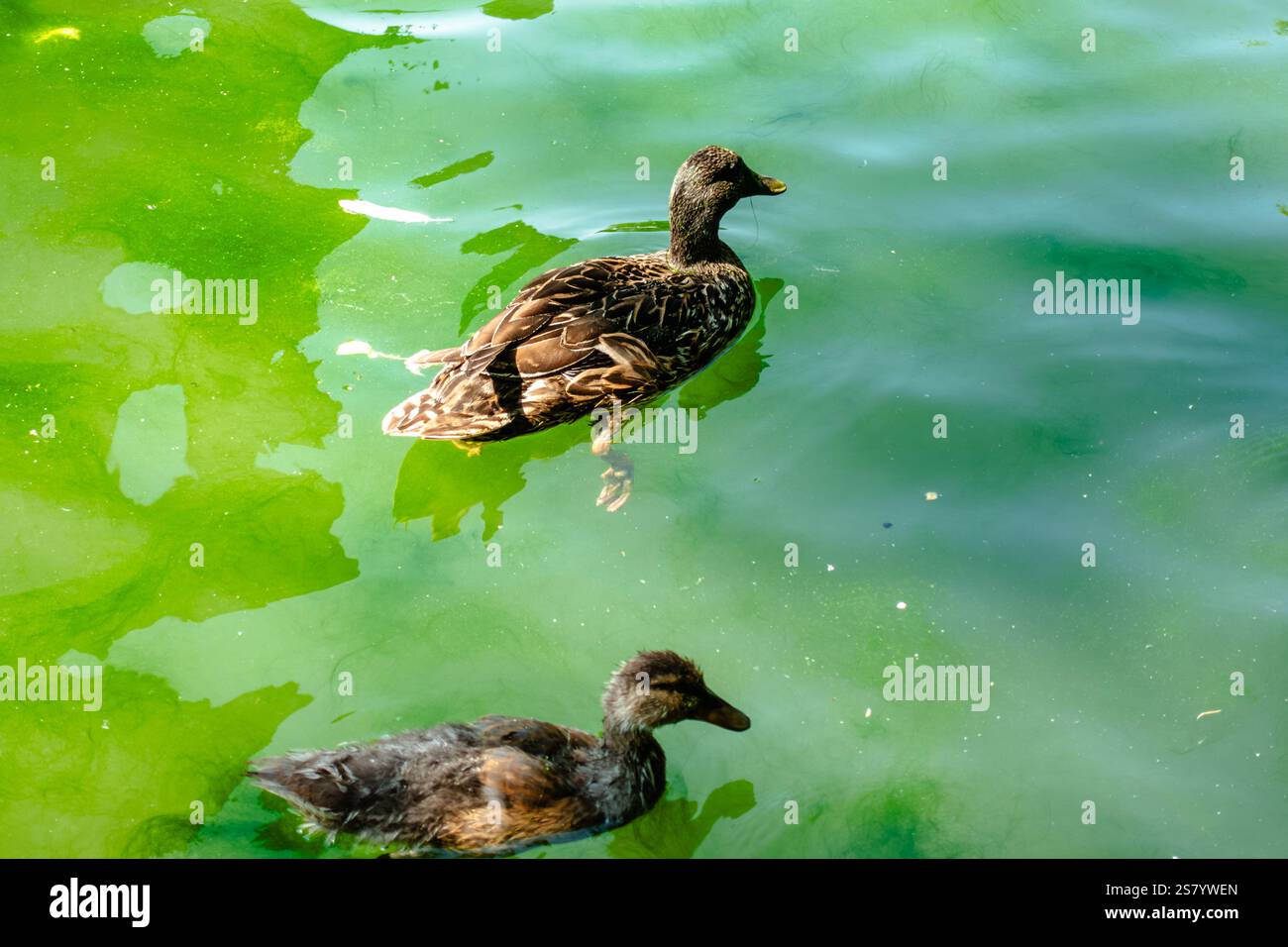 Zwei Enten schwimmen in einem grünen Gewässer. Eine Ente ist größer als die andere Stockfoto