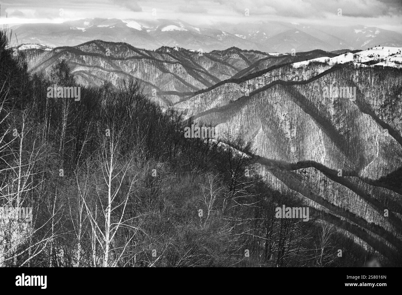 Berge mit blattlosen Bäumen, künstlerische schwarz-weiße Winterlandschaft mit starkem Kontrast und vielen Grautönen. Stockfoto